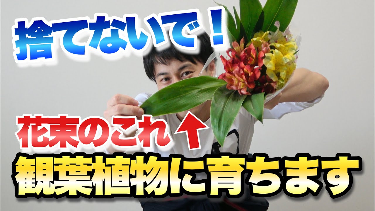 【自由研究にも!】花束に使われるその葉、捨てないでください!超簡単に育てられます【観葉植物】【切り花】【園芸】【水耕栽培】【ガーデニング】
