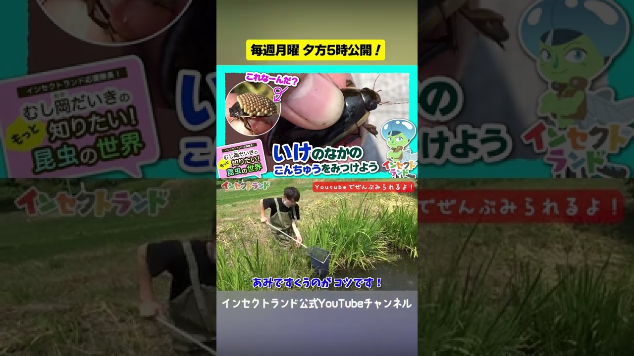 いけのなかのこんちゅうをみつけよう【18限目/むし岡だいきのもっと知りたい昆虫の世界】#Shorts