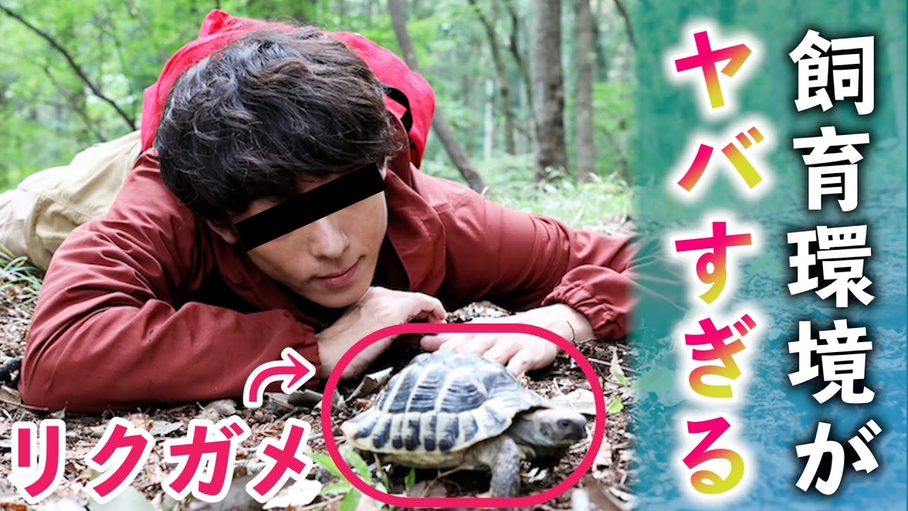 高橋一生のリクガメ飼育環境を改善する方法 5選