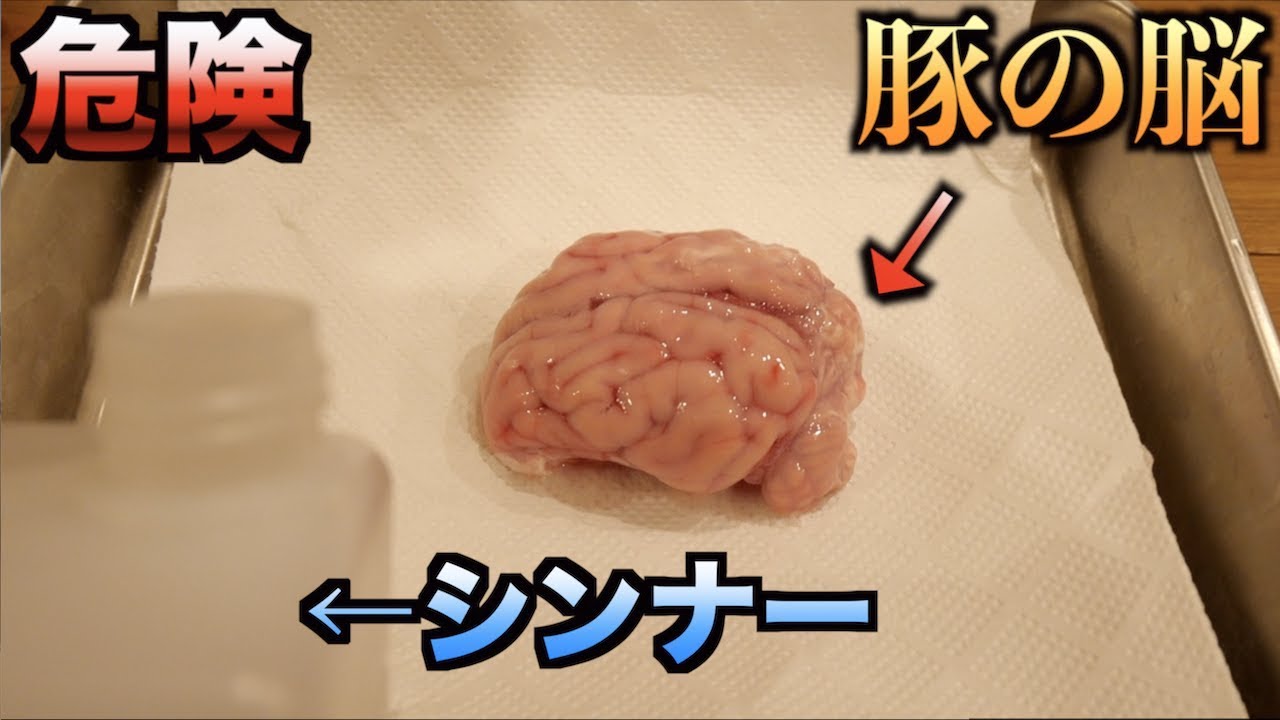 【超危険】シンナーがどれだけ脳に悪影響を及ぼすかわかる動画