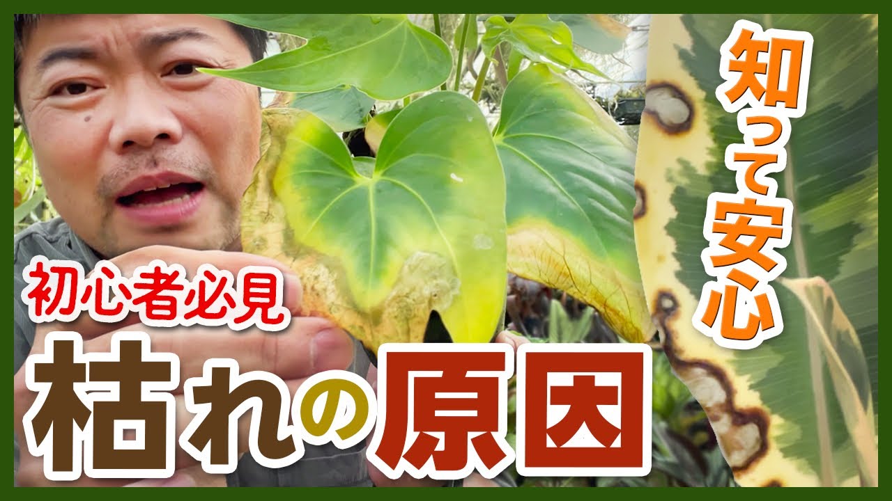膿痂疹