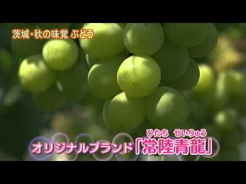 磯山さやかの旬刊!いばらき『ぶどう』(ダイジェスト版)