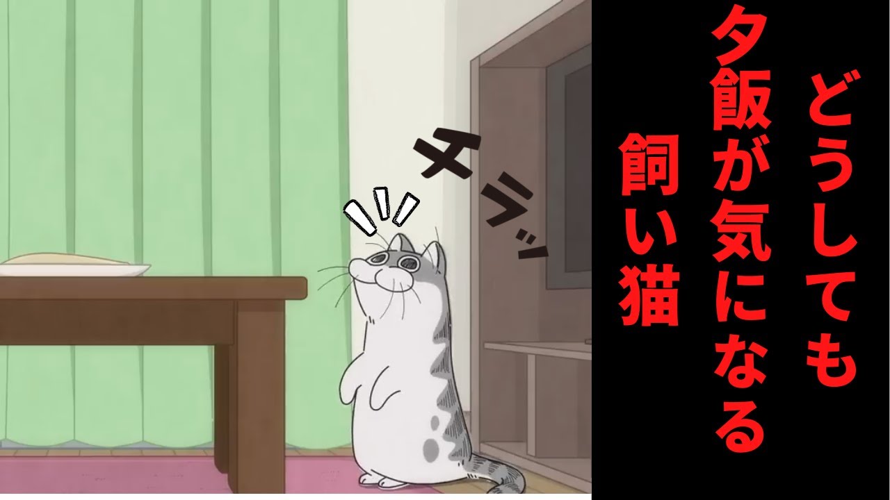 夜は猫といっしょ まったり#6 どうしても夕飯を見に来る猫っていませんか。【さくっと見れるショートアニメ】