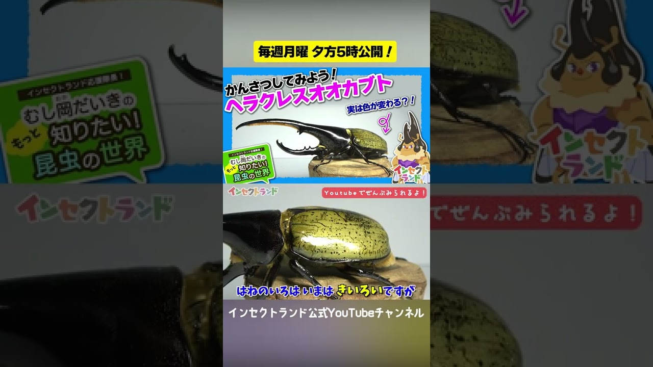 ヘラクレスオオカブトをかんさつしてみよう!【13限目/むし岡だいきのもっと知りたい昆虫の世界】 #Shorts