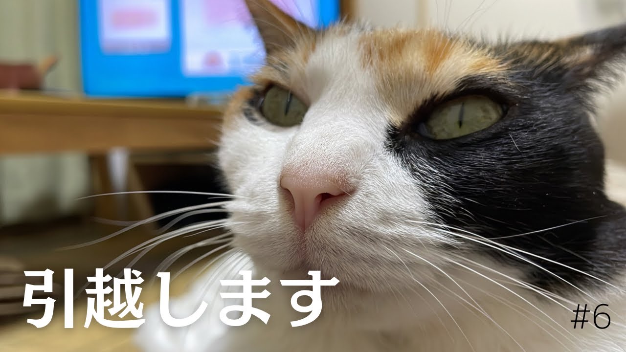 【リコカツ】飼主の都合で引越すことになりました/離婚/引越し