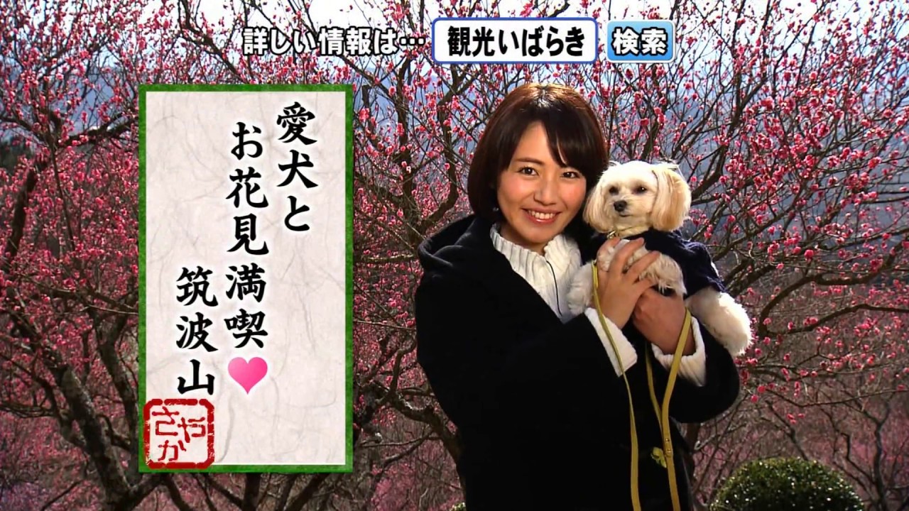 磯山さやかの旬刊!いばらき『筑波山梅まつり』(平成29年3月3日放送)