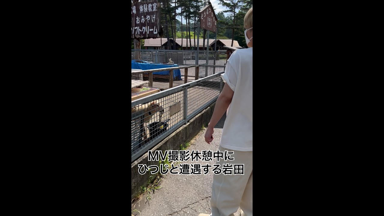 MV撮影休憩中にひつじと遭遇する岩田 #Shorts
