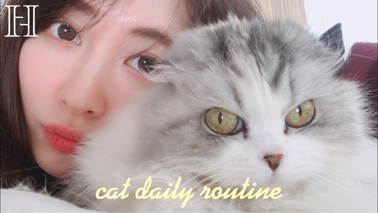 【猫の日】けむしの1日に密着🐱VLOG🤍