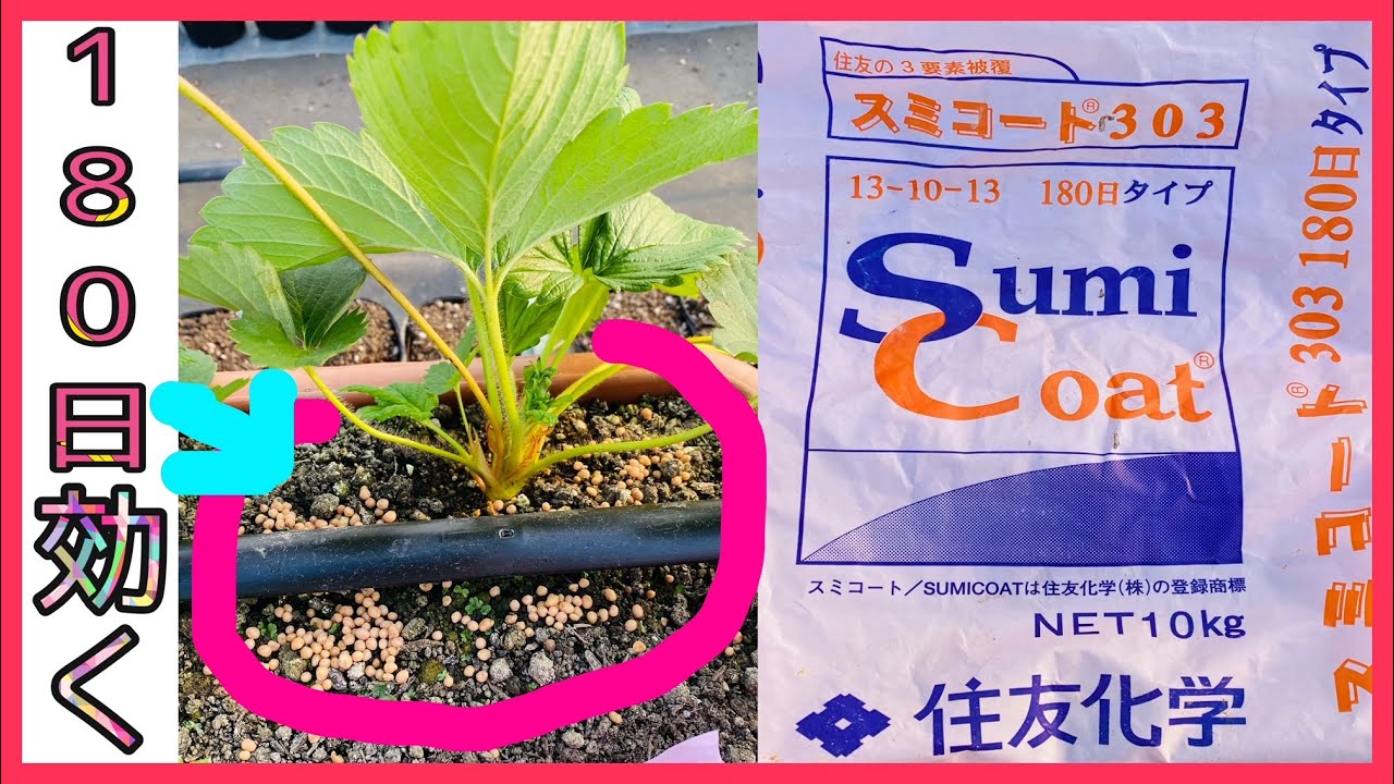 【いちごの育苗肥料】とんさんお勧めの”ロング肥料”の紹介と”ランナーのつけ方講座”(*'▽')【日常】