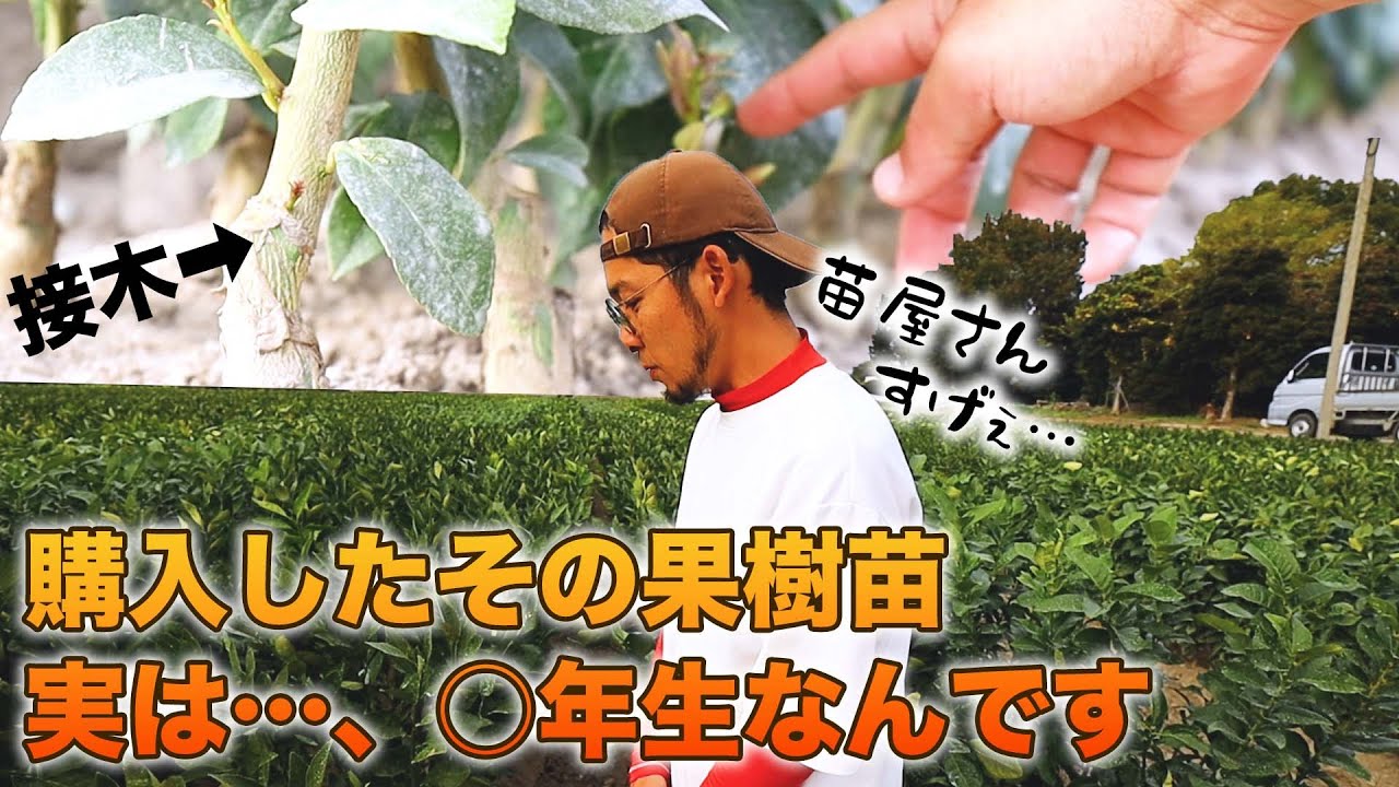 購入した苗はどのようにできるのか? 柑橘類、梅、桃、柿、ブドウ、その他