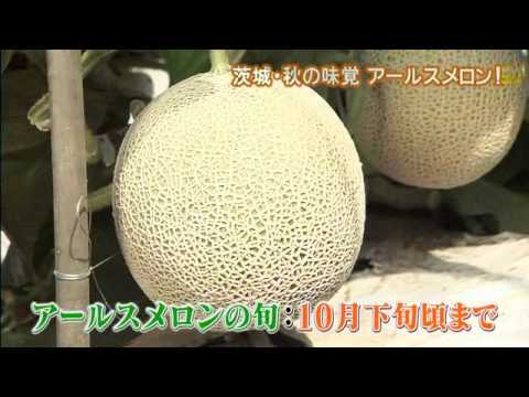 磯山さやかの旬刊!いばらき『アールスメロン』ダイジェスト版