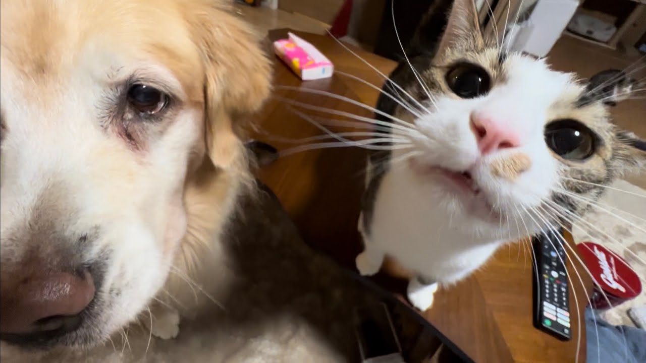 みんなにおやつあげるだけの動画