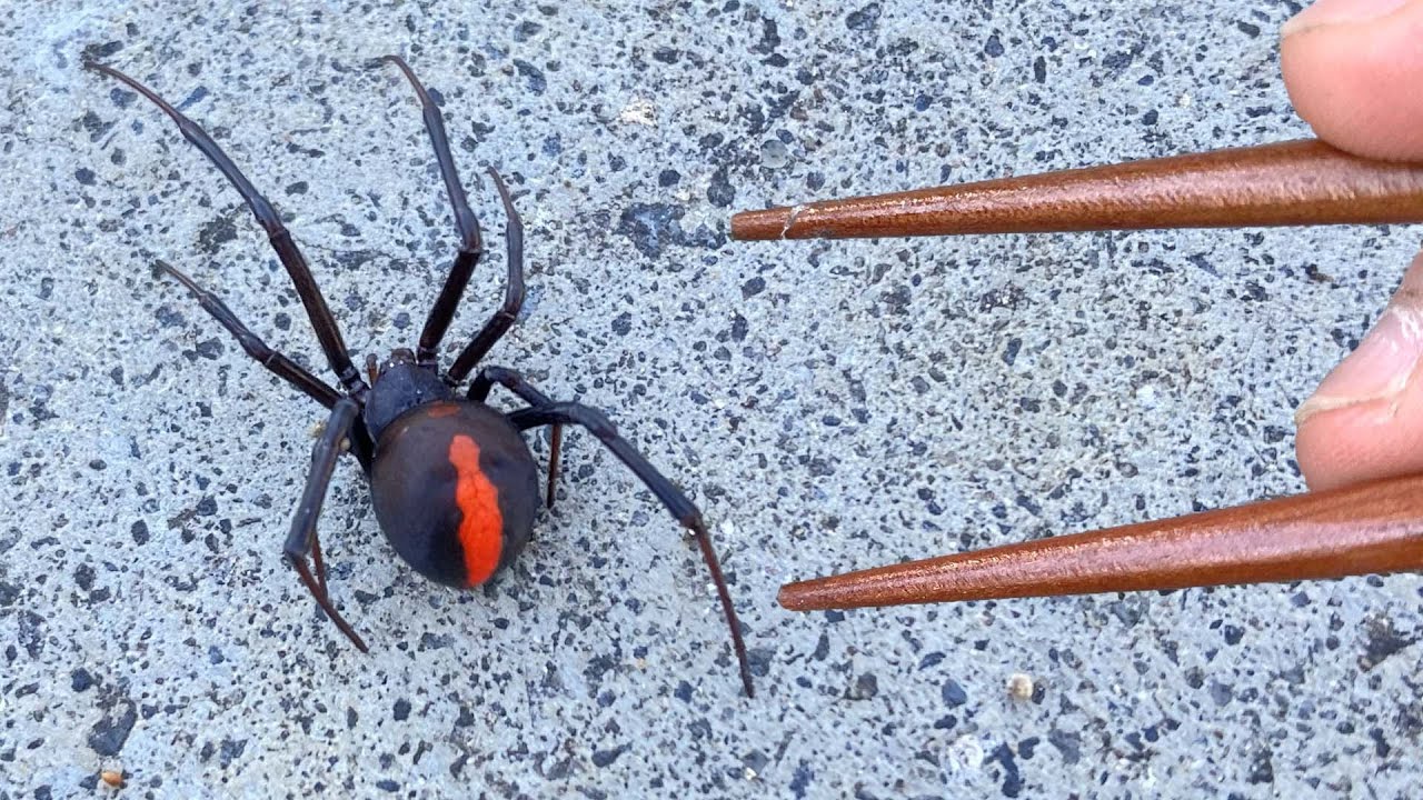 毒あるけどこのクモ美味しい!【セアカゴケグモ】