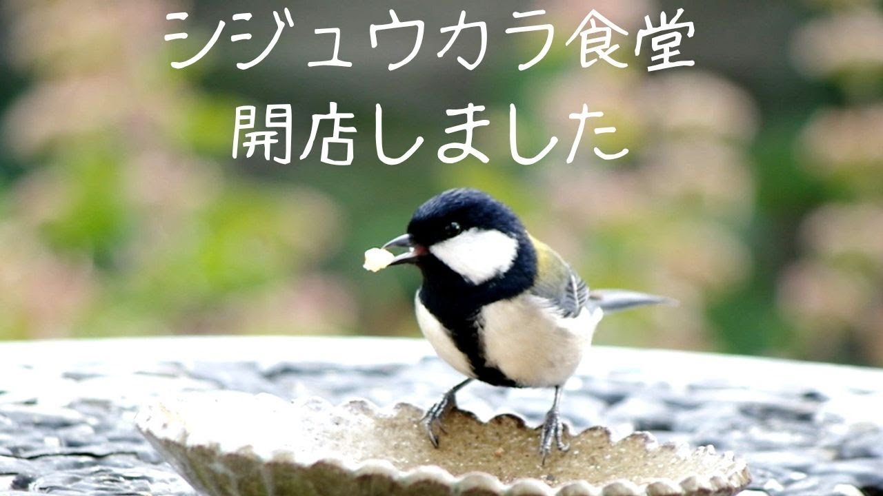 今年もシジュウカラ食堂開店しました♪/かわいいシジュウカラが食事する動画です/