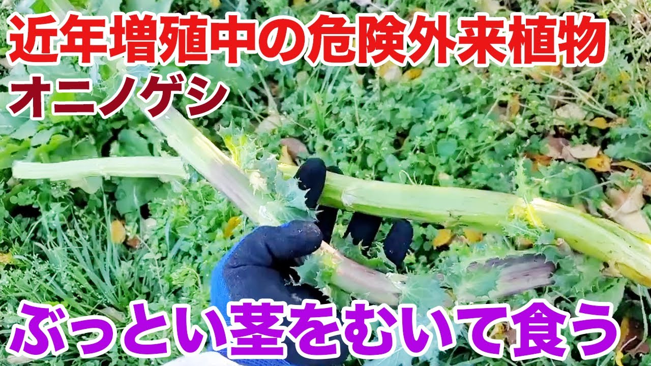 トゲだらけ危険外来植物の美味しい食べ方見つけた!