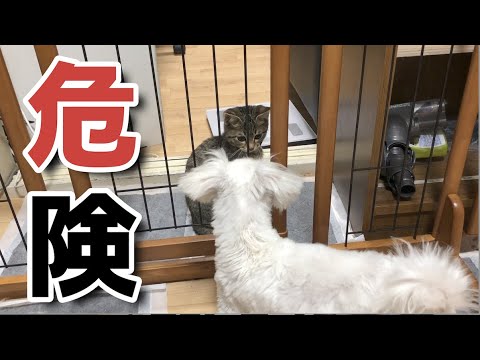 我が家のデブ猫ちゃんが初々しかった頃。ポンプさん今昔物語。