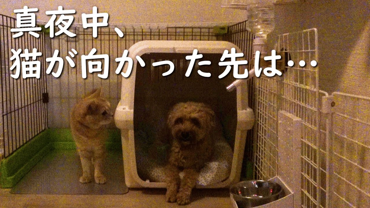 『夜は猫と犬といっしょ』ネコが犬とまさかの添い寝!?【プーチー&スコティッシュフォールド】
