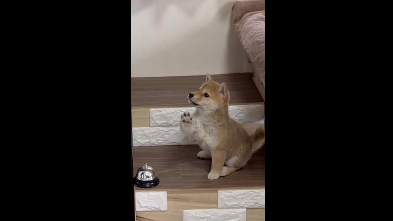 #short 兄柴を毎日観察する妹豆柴の取った行動が天才すぎ