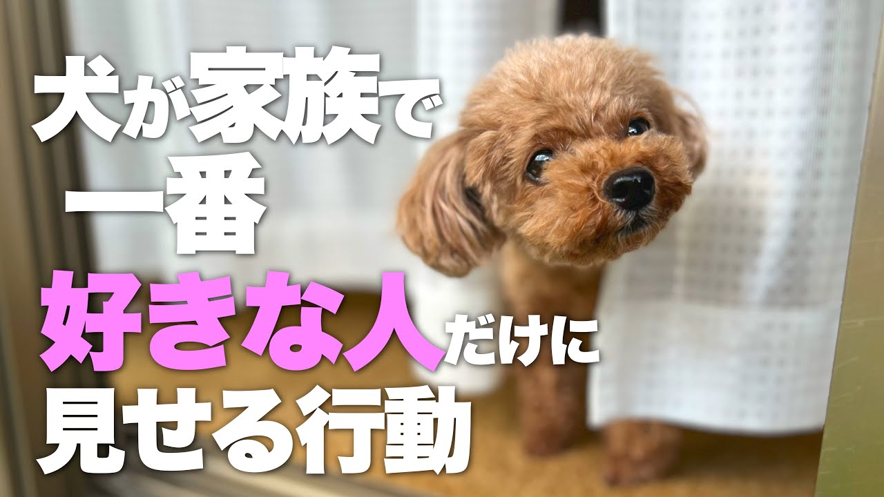 大好きな家族に見せる行動 犬が好きな人を決める4つの要素