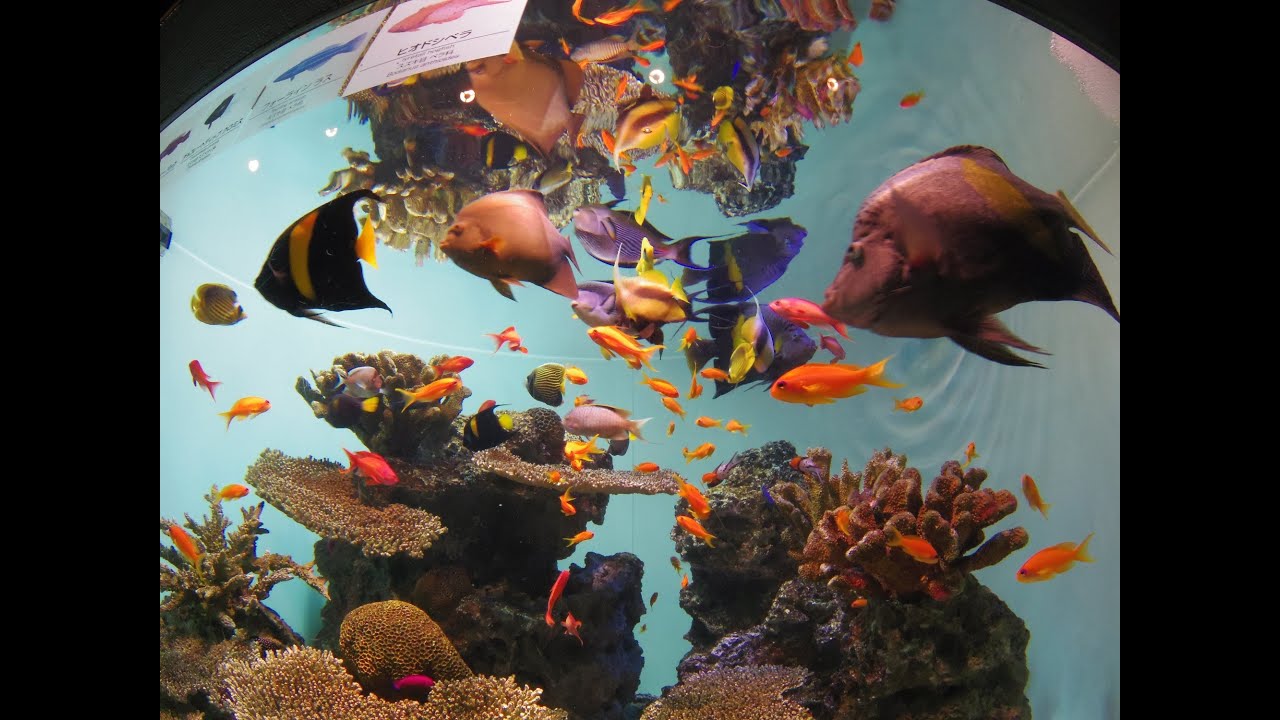 葛西臨海水族園(2013年)- Kasai Rinkai Aquarium.