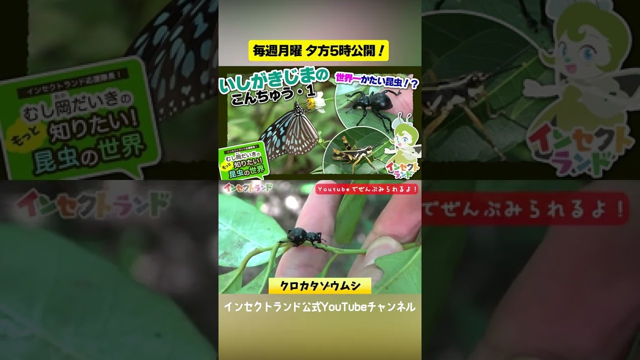 いしがきじまのこんちゅう1【16限目/むし岡だいきのもっと知りたい昆虫の世界】#Shorts