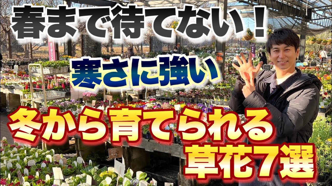 【春まで待てない!】 三上的 冬から育てたい 寒さに強い草花7選【ガーデニング】【園芸】【植物】