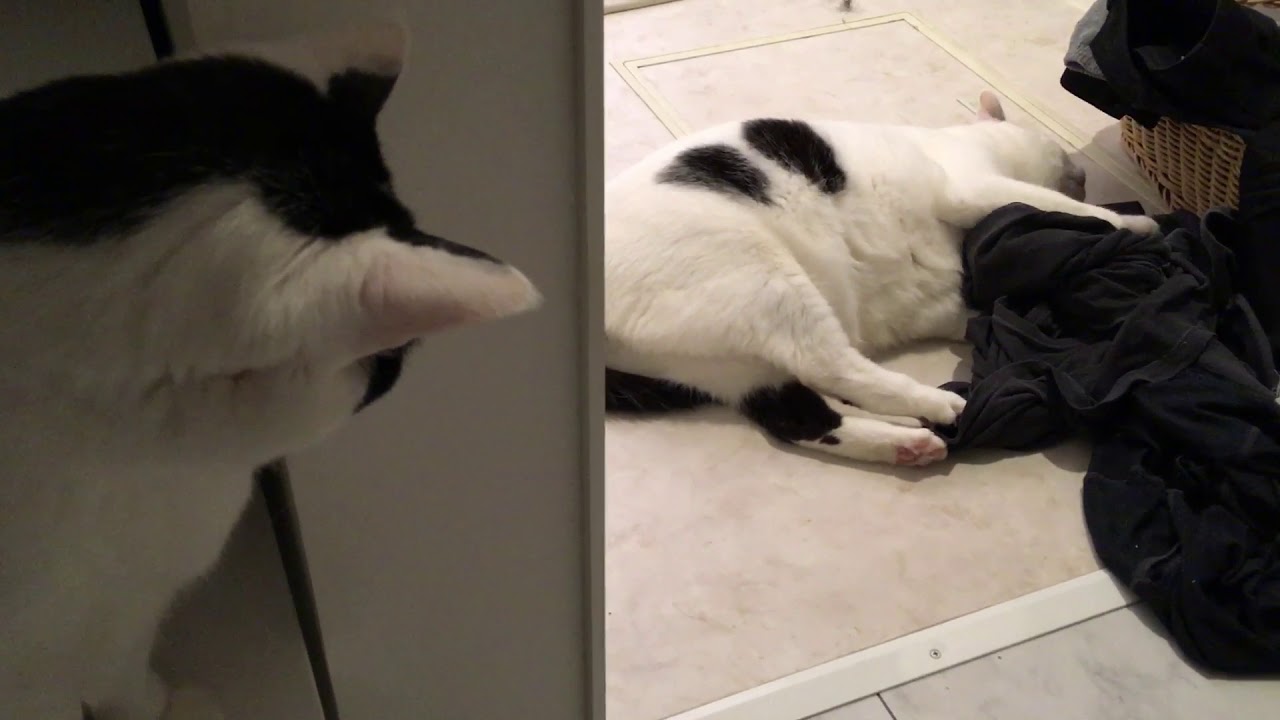 男性の香りに大興奮する猫、汝の名は「あんこ」