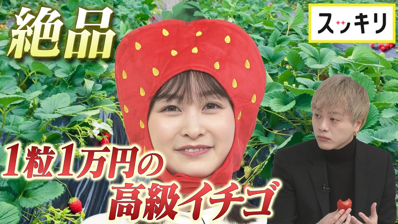 <もっとスッキリ>イシケン 1粒1万円の高級イチゴ試食【切り抜き名場面】