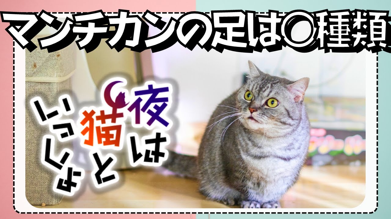 マンチカンの足の長さや種類について〖夜は猫といっしょ:キュルガ切り抜き〗
