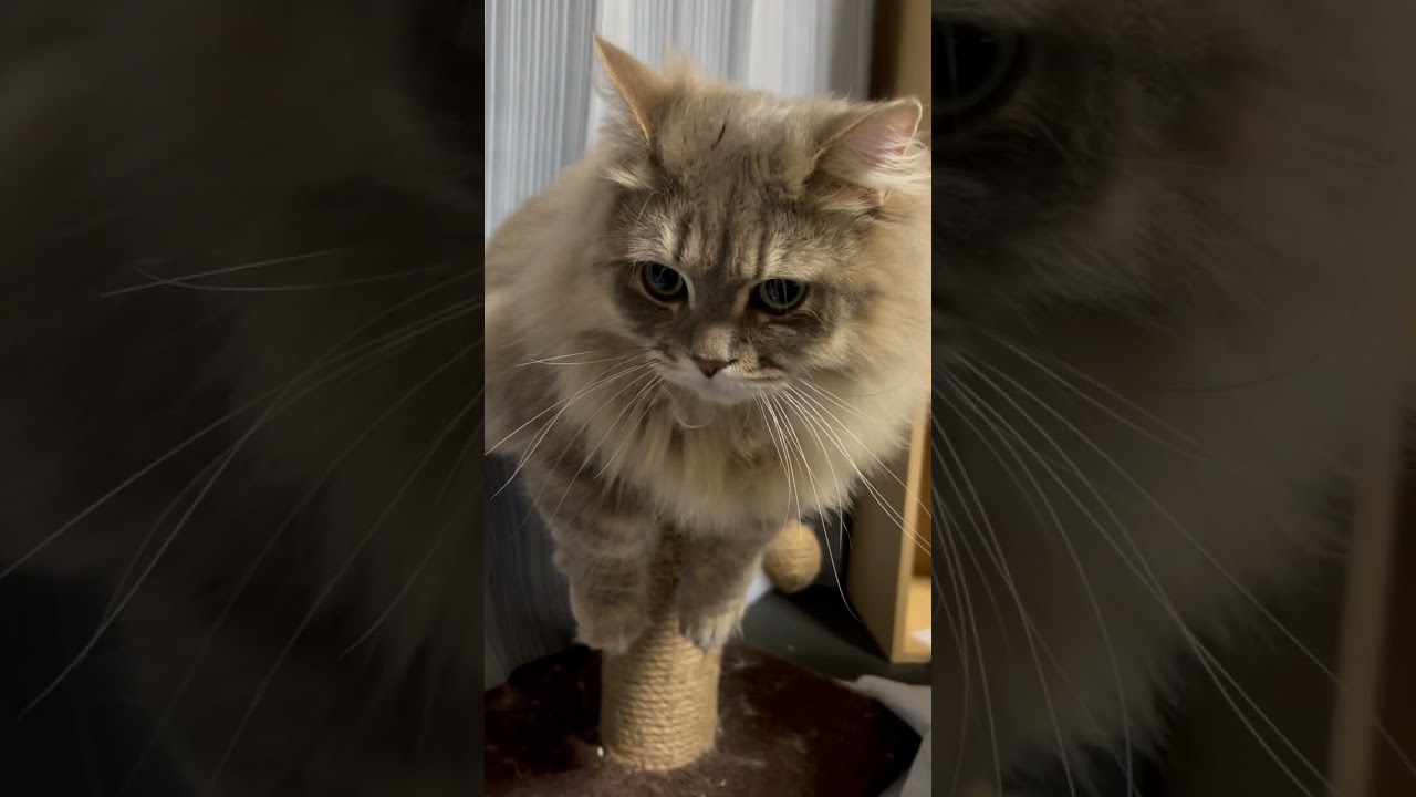 小さな爪とぎの上でくつろぐ短足猫 #ミヌエット #夜は猫といっしょ #マンチカン #cat