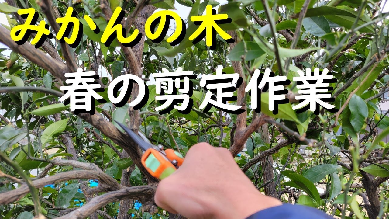 【柑橘3月の管理】みかんの木はこの3月の剪定が最も大切な時期です