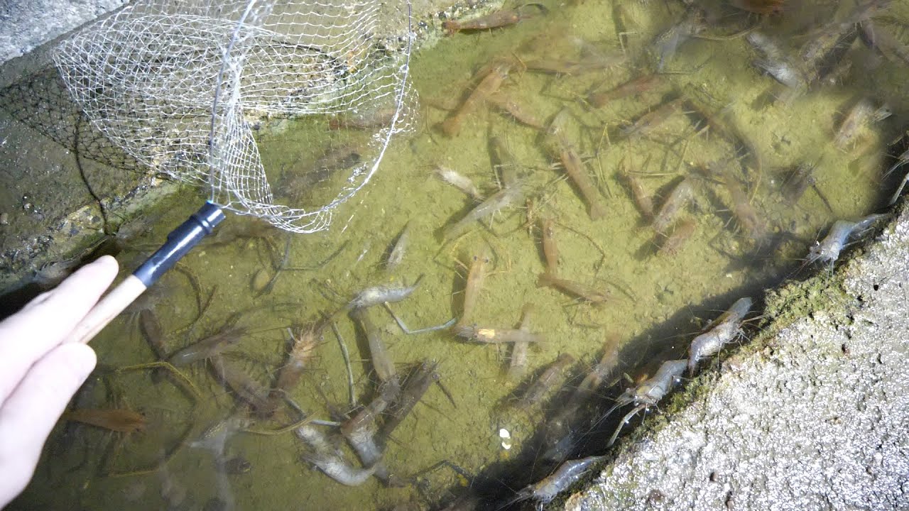 夜の川を照らすとエビが大量発生していた