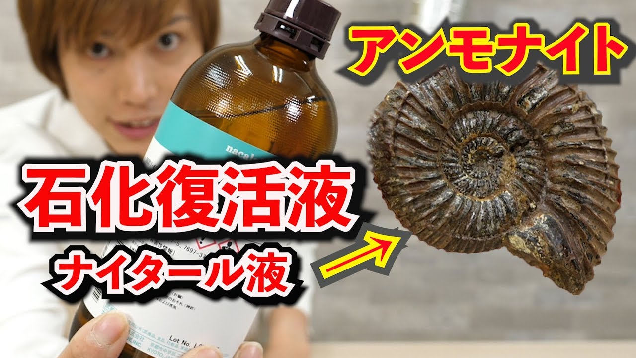 石化復活液をアンモナイト化石にかけてみた結果が凄い!ナイタール液 Dr.STONE実験【実験】science experiments
