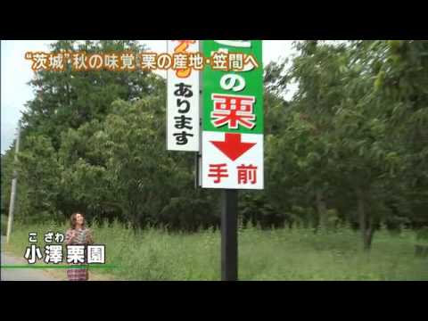 磯山さやかの旬刊!いばらき『茨城の栗』(24年9月28日放送)