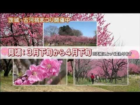 磯山さやかの旬刊!いばらき『古河桃まつり』24年3月23日放送