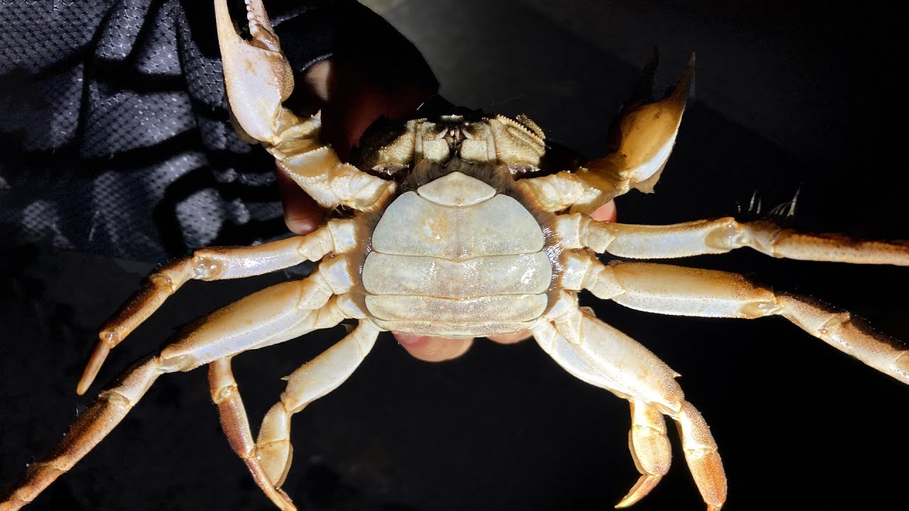 この川ガニの蟹味噌やべえ。今が旬です