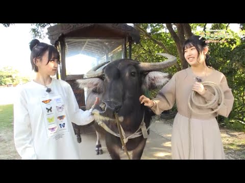 Blu-ray「村上まなつと立花日菜の真夏の日向ぼっこ~沖縄で日向ぼっこ~」2日芽 ダイジェストCM