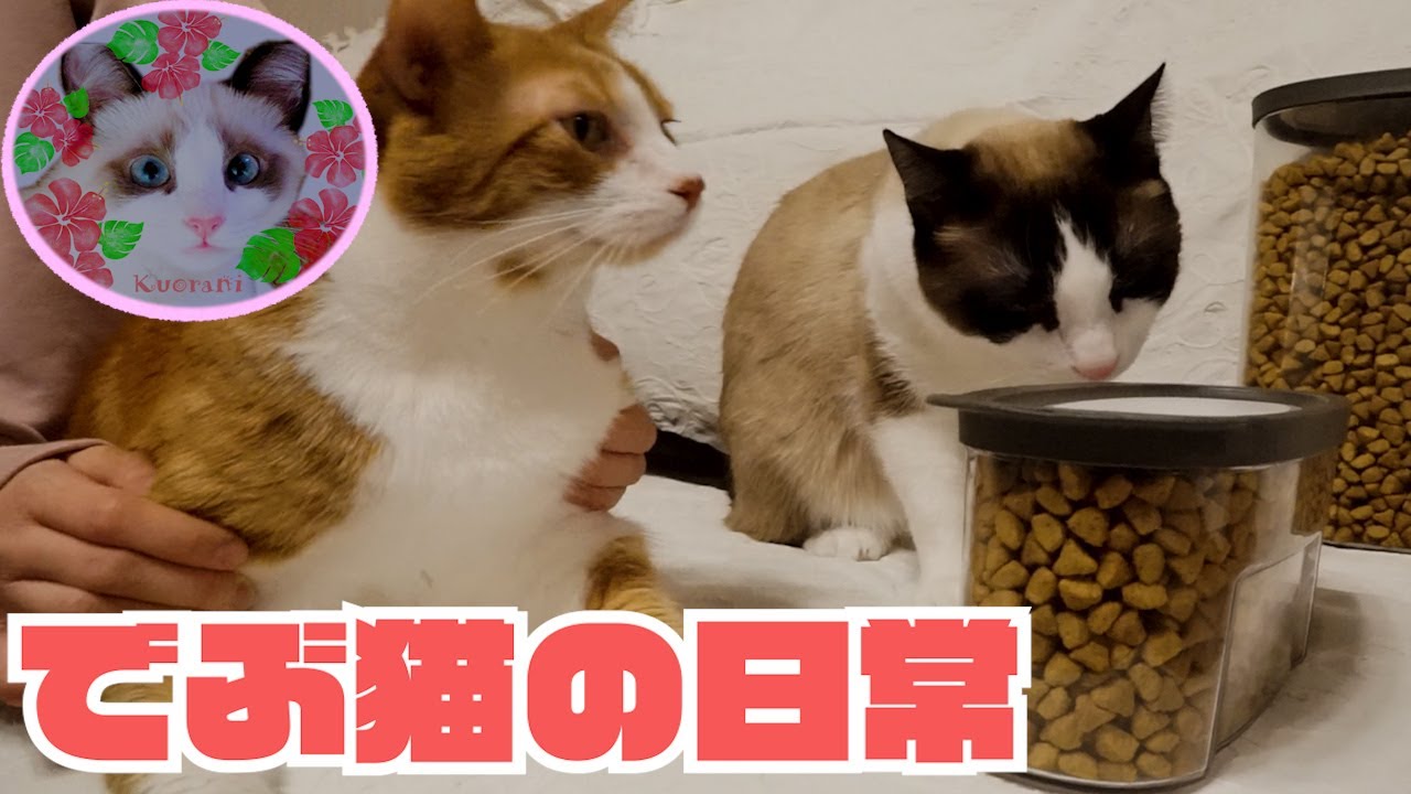 【でぶ猫】日常のデブ猫はこんなもんです Suppress fat cats when putting food in containers