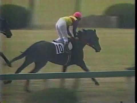 【華麗なる一族の末裔】アネモネ賞 ダイイチルビー 武豊 1990.3.24 3回阪神1日目 出走馬:ダンツビューティ、タマビッグホープ、アポロシーザー、ユーセイフェアリー他 #キャッスルリバー