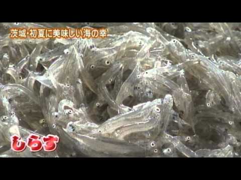 磯山さやかの旬刊!いばらき『いばらきの地魚』(ダイジェスト版)