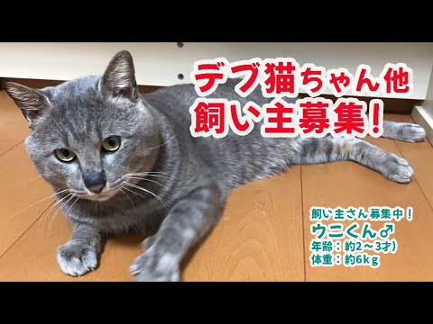 【飼い主募集!】保護したら一気に6.5kgのデブ猫ちゃんになった野良さん、ボス猫っぽいのに意外と甘えん坊!?そのほか飼い主さん募集中の猫ご紹介!猫ワン2023年6月号その2