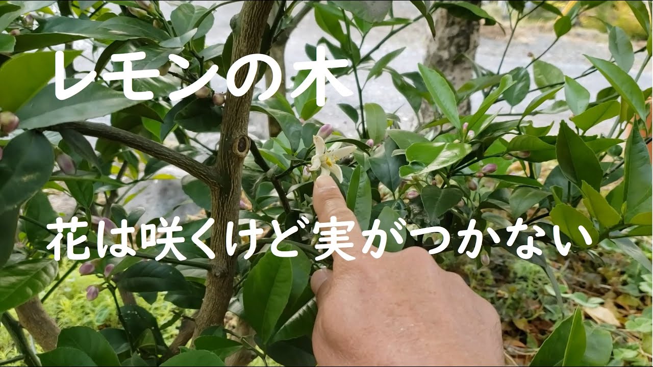 レモンの木、みかんの木に花が咲くけど実がつかない理由と結実しない対処法、自家受粉の仕方と有機肥料について
