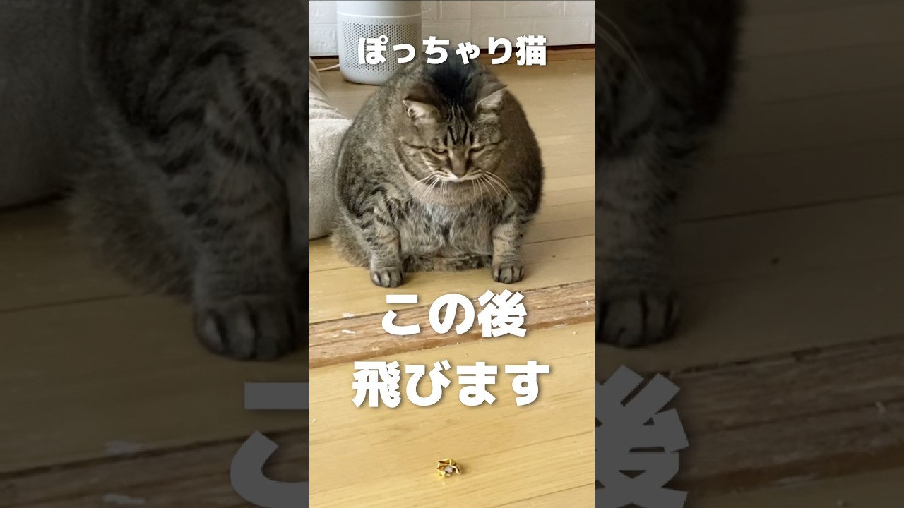 10kgの猫が飛ぶ動画 #shorts #short #cats #cat #でぶ猫