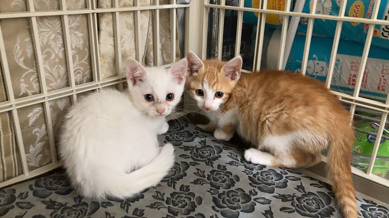 猫とネコ がお昼のライブ配信します!