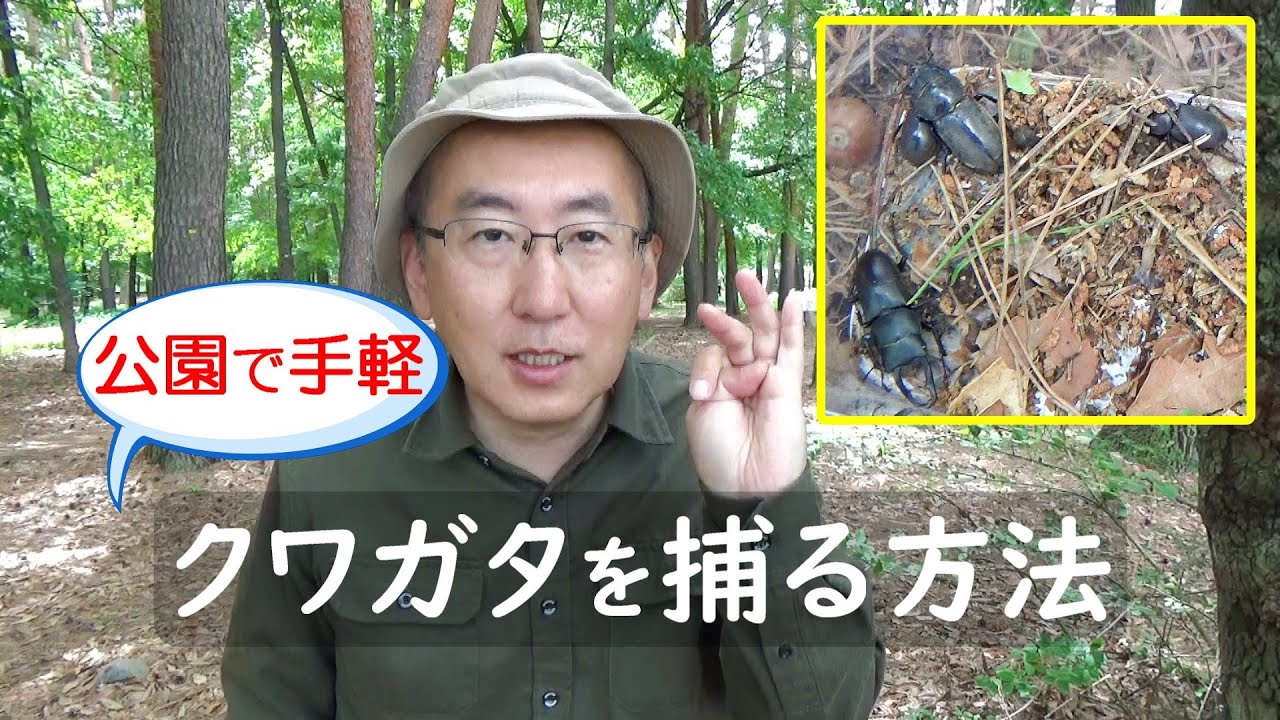 【初心者向け】公園でお手軽!クワガタを捕る方法