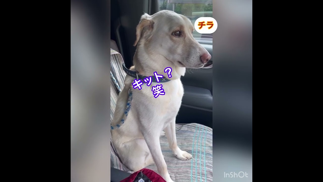 お出かけルンルン🎶のはずが、動物病院に到着🏥#ワクチン接種