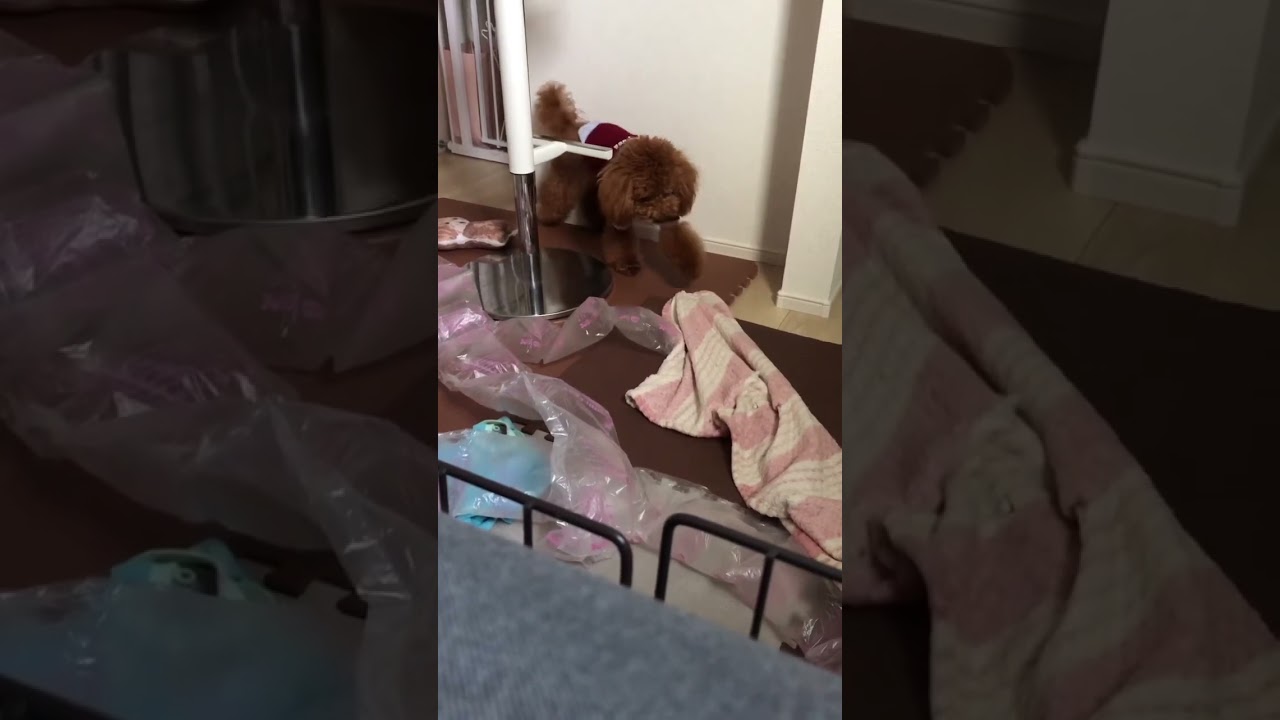 僕の嫌いな空気の袋