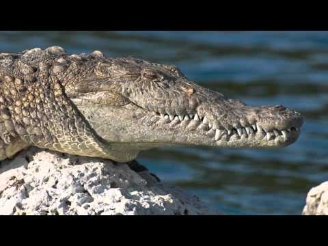 岡崎京子『pink』