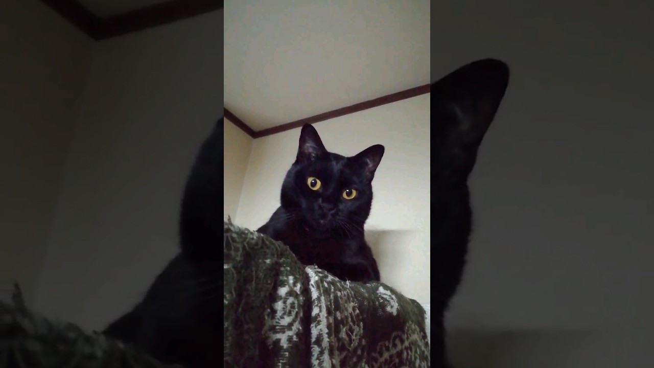 キョトン顔であざとかわいい元女優の堀北真希似の美しい黒猫【手ブレ注意】