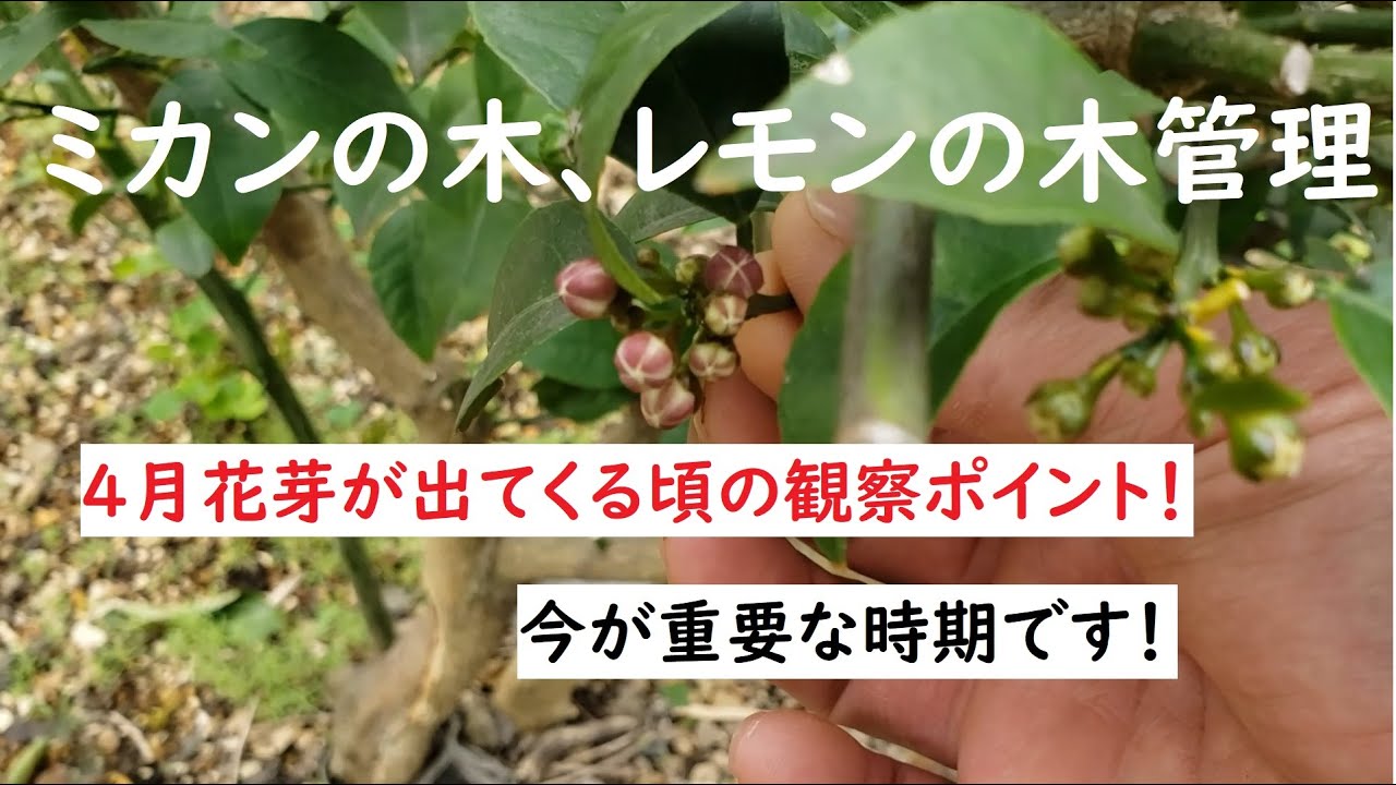 ミカンの木、レモンの木、新芽(春芽)は切らないでください!
